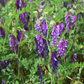 Outsidepride Hairy Vetch Legume Coated & Inoculated Seed - 5 lbs