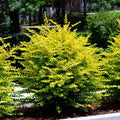 2 Gallon - Sunshine Ligustrum Privet Hedge - Electrifying Year-Round Vibrant Yellow Foliage, Outdoor Plant