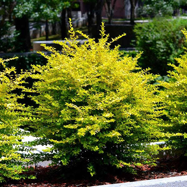 2 Gallon - Sunshine Ligustrum Privet Hedge - Electrifying Year-Round Vibrant Yellow Foliage, Outdoor Plant