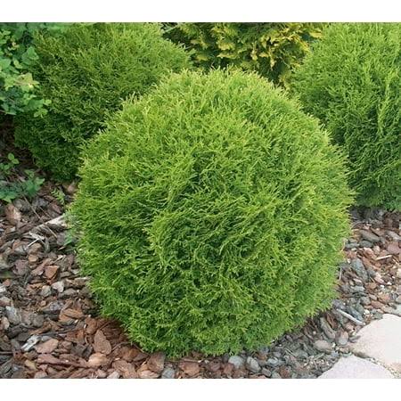 Little Giant Dwarf Arborvitae ( Thuja ) - Live Plant ( 1 qt ) | Dwarf Evergreen Shrub | Low Maintenance
