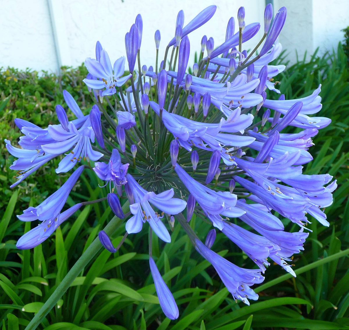 Agapanthus Africanus 'Lily of The Nile' - 30 Live Plants - 2" Pot Size - Blooming Groundcover