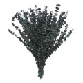 Ashland Eucalyptus Bunch - 16 oz
