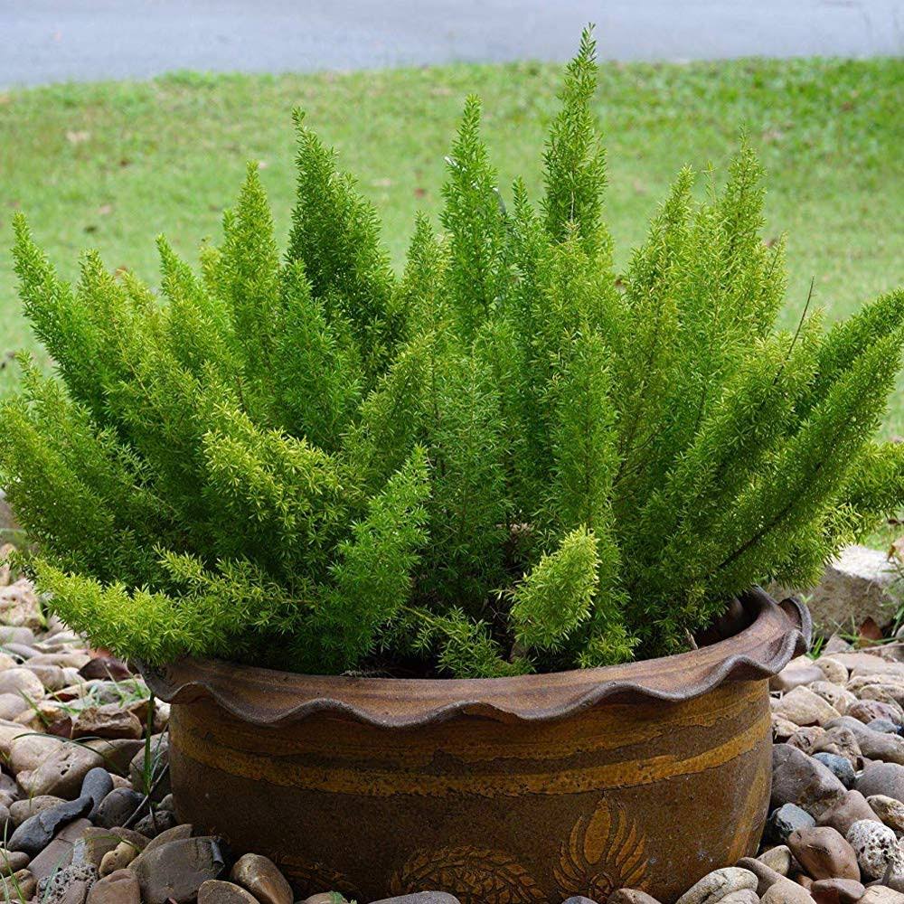 Outsidepride Asparagus Fern Seeds - Meyeri - 50 Seeds
