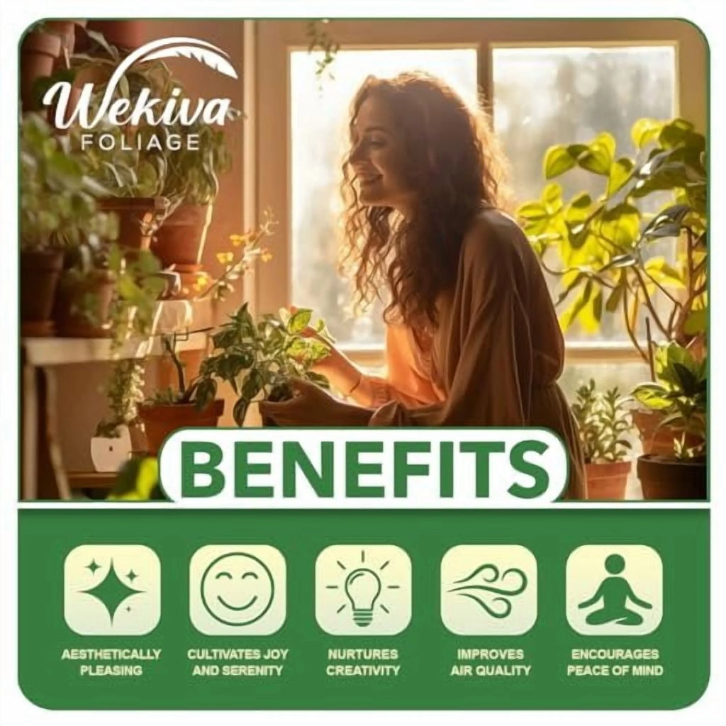Brogdon Avocado Tree - Grafted - Live Plant in a 3 Gallon Growers Pot - Persea Americana - Beautiful Edible Fruit Bearing Tree for Patio and Garden