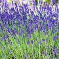 Spring Hill Nurseries Phenomenal Lavender Bareroot | 61006