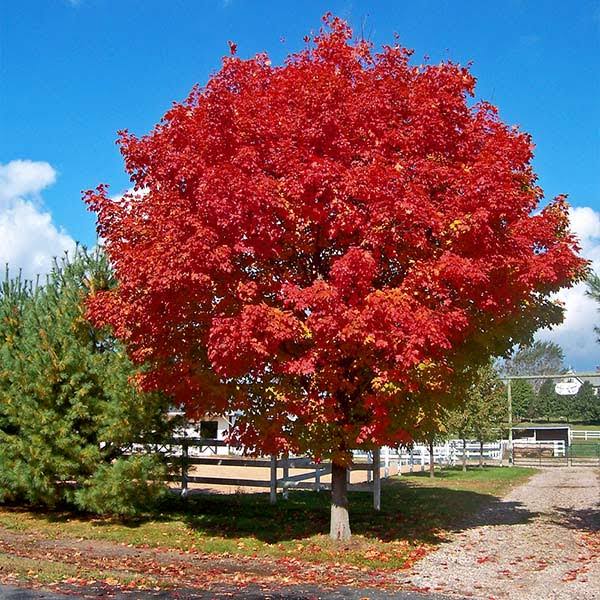 Brighter Blooms - Red Sunset Maple Tree, 6-7 ft. - No Shipping to Az, Size: 6-7ft