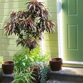 Brighter Blooms - Bonfire Patio Peach Tree, 2-3 ft. - No Shipping to Ar,az,ca,id,la,or,wa