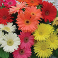 Outsidepride Gerbera Mix - 100 Seeds